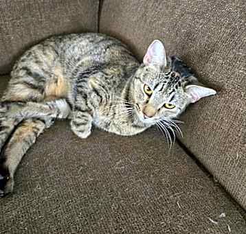 Photo of Simba