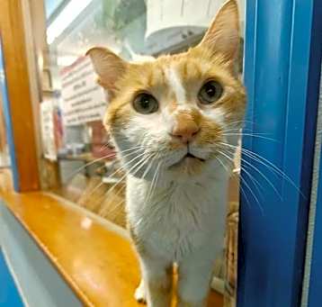 Photo of Hero 9 year old diabetic male - STAFF FAV!!!