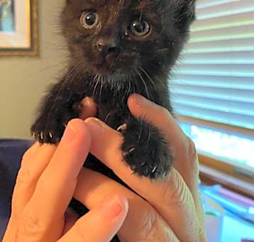 Photo of Pepper Pot