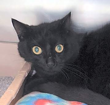 Photo of Binx