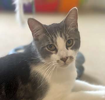 Photo of Catman 