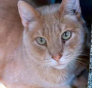 Photo of Lucky - IN FOSTER
