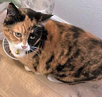 Photo of Wanda June Meow