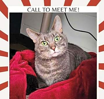 Photo of Grayson (Bonded with Mason)
