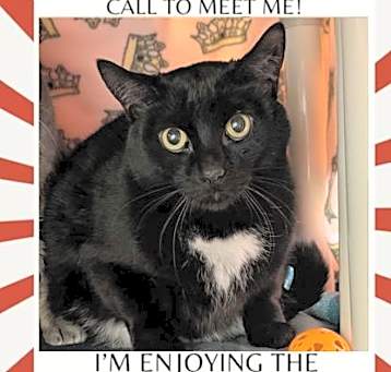 Photo of Mason (Bonded with Grayson)