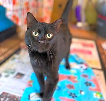 Photo of Onyx
