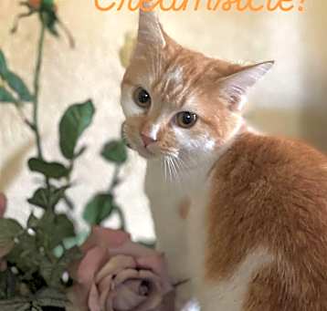 Photo of Creamsicle