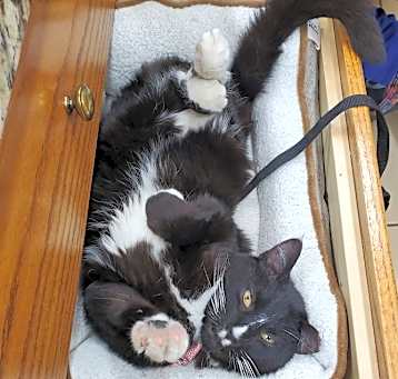 Photo of Buzz