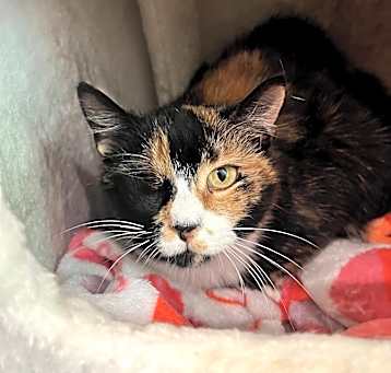 Photo of Nutmeg