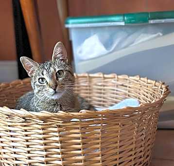 Photo of Tulip