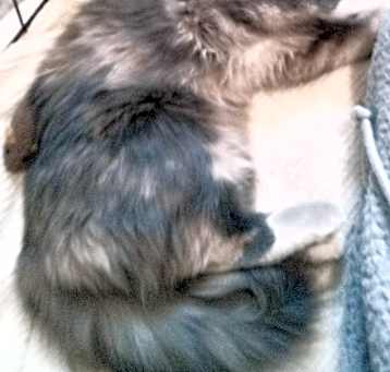 Photo of Sissy