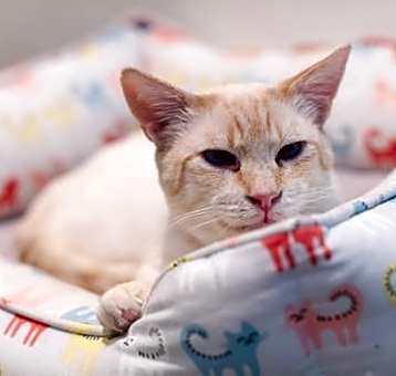 Photo of George (bonded with Elsie)