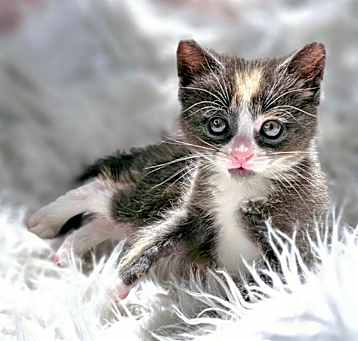 Photo of Lulu