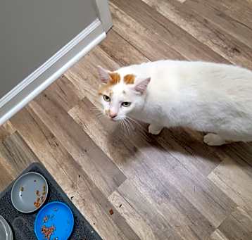 Photo of Cat