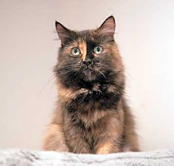 Photo of Elsie (bonded with George)