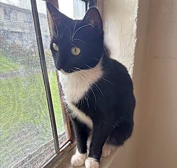 Photo of Oreo