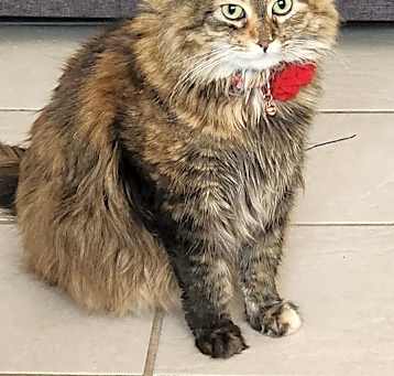 Photo of Goose