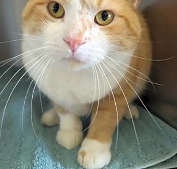 Photo of Oliver
