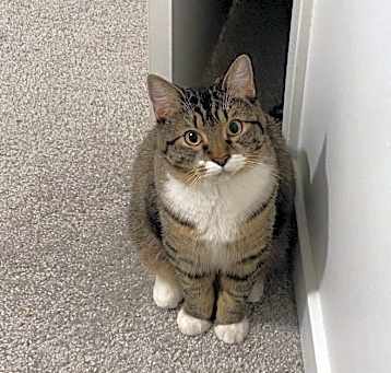 Photo of Hopscotch