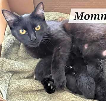 Photo of Mamma Binx