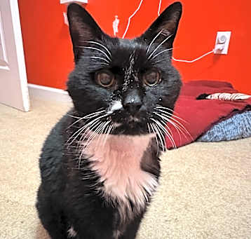 Photo of Miss Muffet