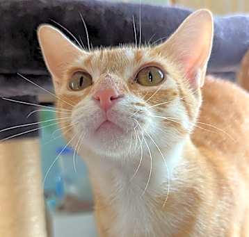 Photo of Mew Barrymore
