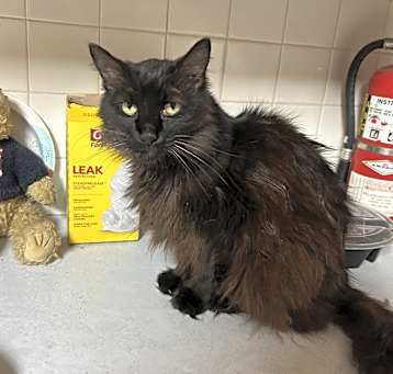 Photo of Blackie