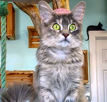 Photo of Tinkerbell