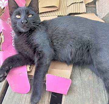 Photo of Maurice