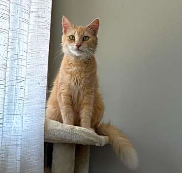 Photo of Blossom
