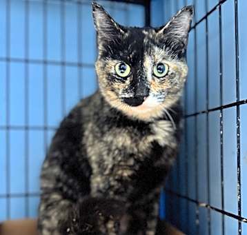 Photo of Kit Kat