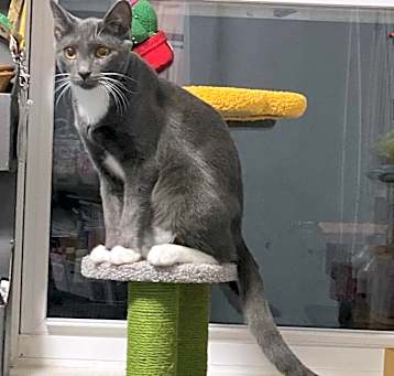 Photo of Takis (bonded with Missy)