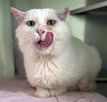 Photo of Falcor