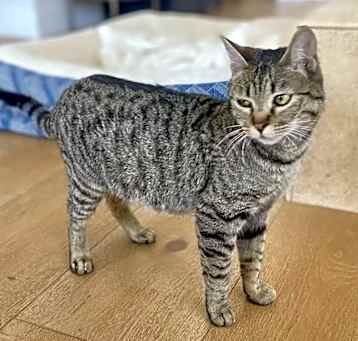 Photo of Meowth