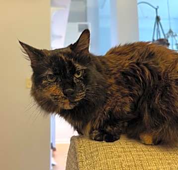 Photo of Lilly