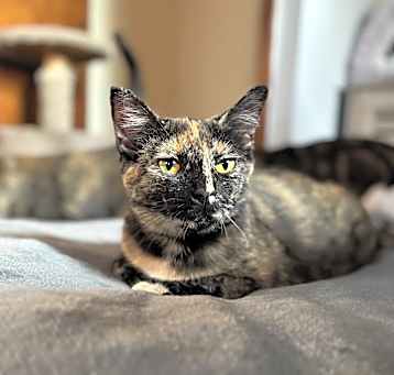 Photo of Pixie