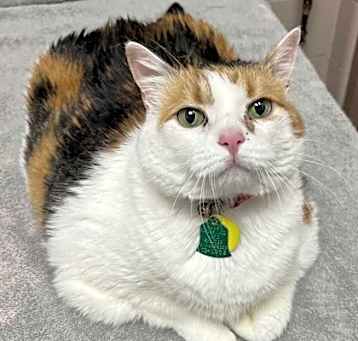 Photo of Purr