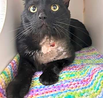 Photo of Temptation (Special Paws - FIV