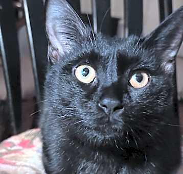 Photo of Crow