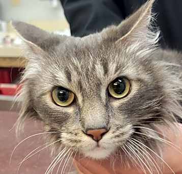 Photo of Biscuit