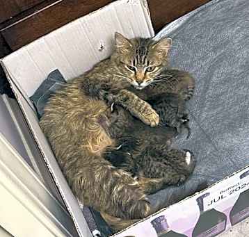 Photo of Squirrell    (th)