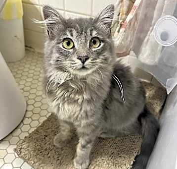 Photo of Rue