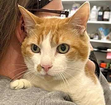 Photo of Cheeto