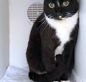 Photo of Idabelle