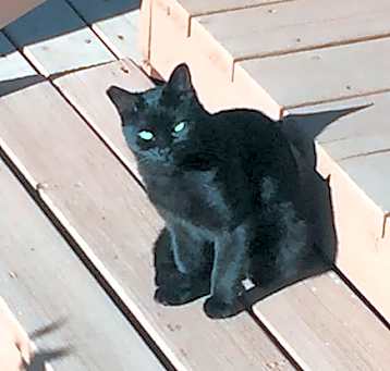 Photo of Working Cats