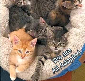Photo of Kittens! Kittens!