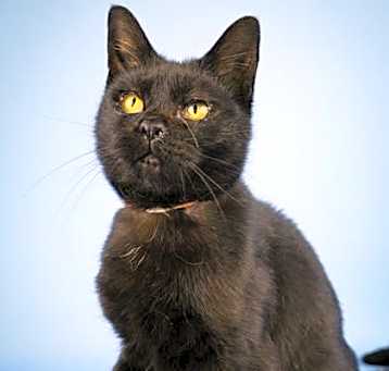 Photo of Diamond *Adoption Sponsored*