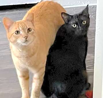 Photo of Gatsby (bonded with Amberly)