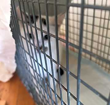 Photo of Guiness (TNR)