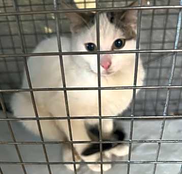 Photo of Corona (TNR)